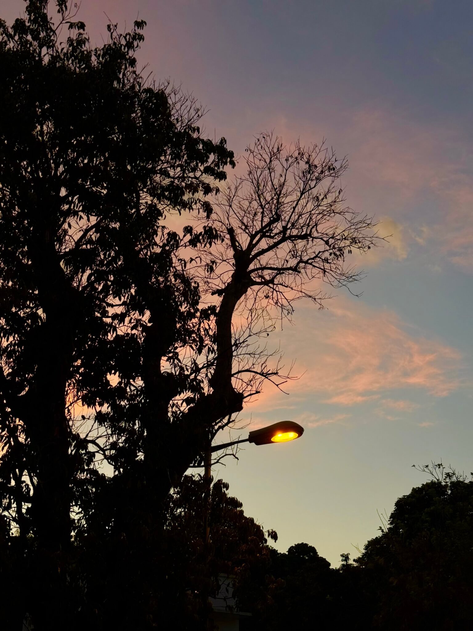 Trees and the evening sky